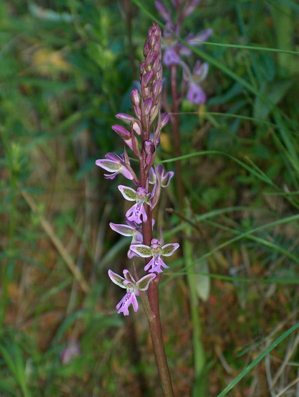 Orchis patens