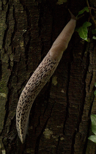 Limax fantasmagorica ! - L. tipo 