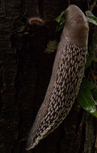 Limax fantasmagorica ! - L. tipo 