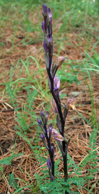 Orchis fragrans, L. abortivum, Himantoglossum adriaticum