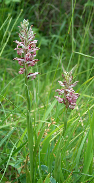 Orchis fragrans, L. abortivum, Himantoglossum adriaticum