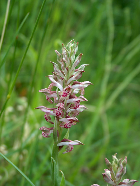 Orchis fragrans, L. abortivum, Himantoglossum adriaticum