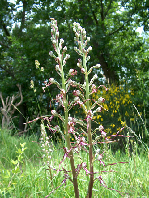 Orchis fragrans, L. abortivum, Himantoglossum adriaticum