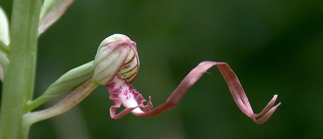 Orchis fragrans, L. abortivum, Himantoglossum adriaticum