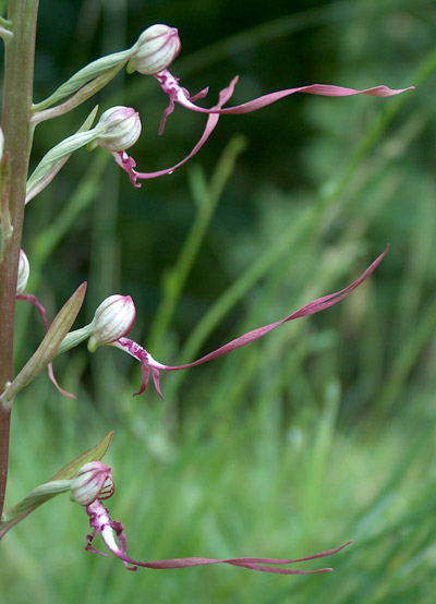 Orchis fragrans, L. abortivum, Himantoglossum adriaticum