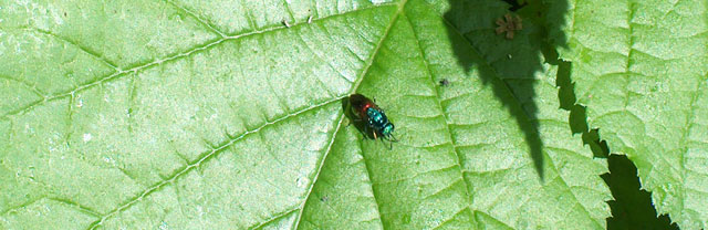 Insieme - Insect-watching in pausa studio (vari)