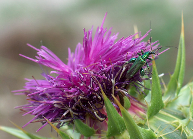 Dendrolimus pini, Oxythyrea funesta, Oedemera nobilis