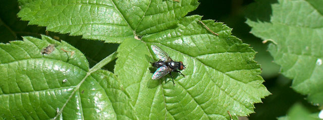 Insieme - Insect-watching in pausa studio (vari)