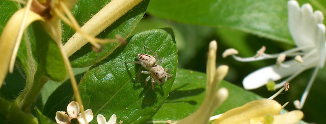 Insieme - Insect-watching in pausa studio (vari)