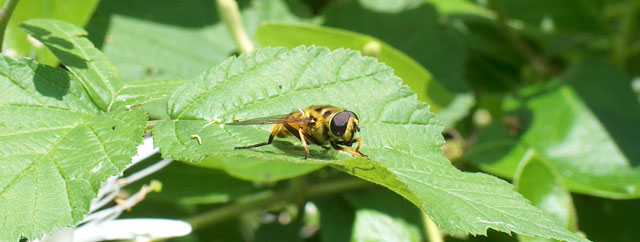 Insieme - Insect-watching in pausa studio (vari)