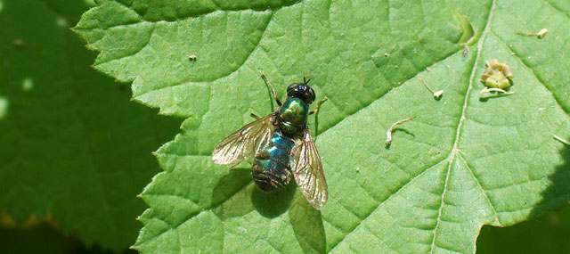 Insieme - Insect-watching in pausa studio (vari)