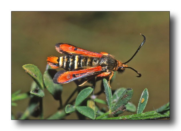 Pyropteron chrysidiforme