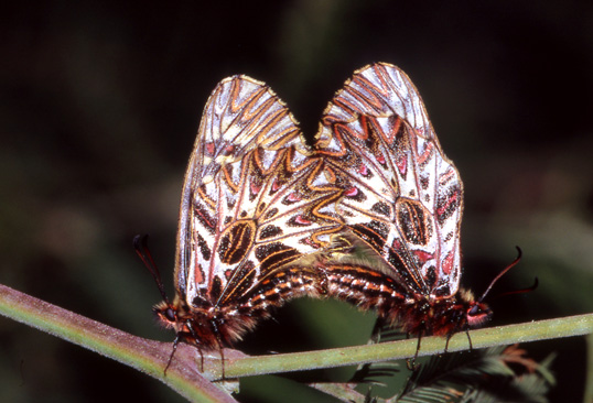 Zerynthia polyxena