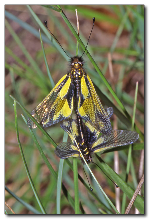 Libelloides latinus et coccajus (Planipennia, Ascalaphidae)