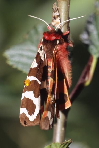 Arctia caja
