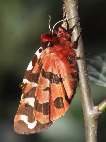 Arctia caja