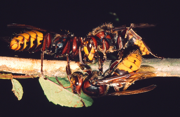 QUIZ: favo di Vespa crabro
