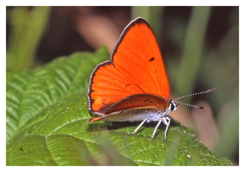 Lycaena dispar