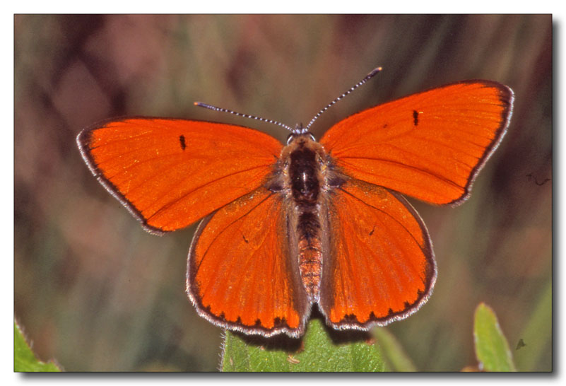 Lycaena dispar