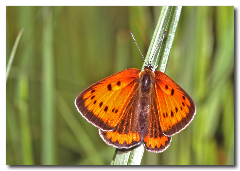 Lycaena dispar