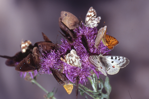 Insieme - Concorso fotografico - il  mondo  un fiore (vari)