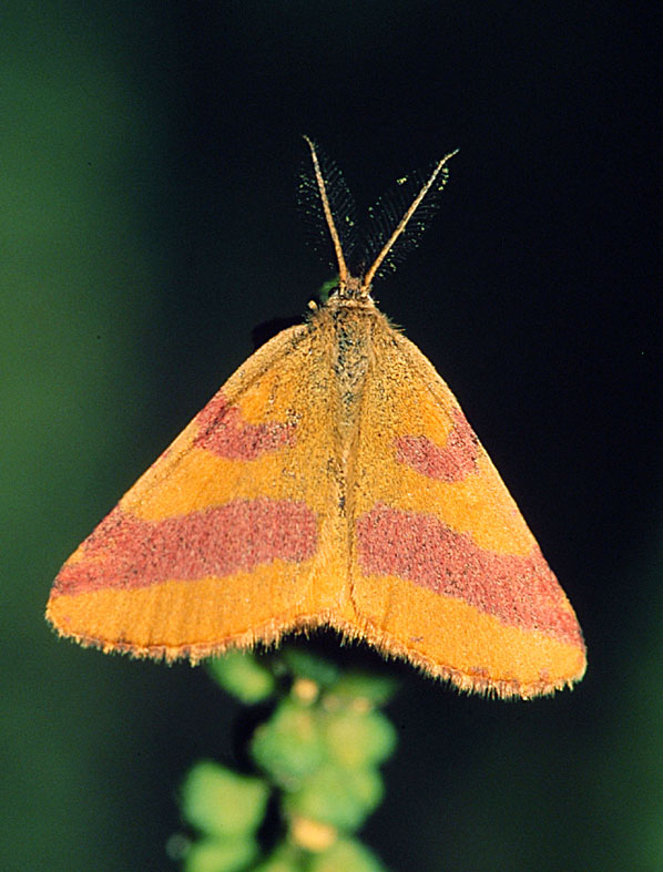 Lythria cruentaria