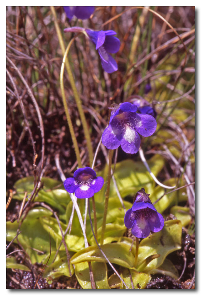 Pinguicula leptoceras / Pinguicola maggiore o grandiflora