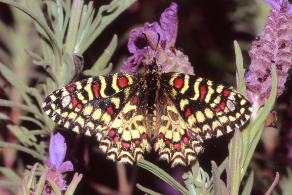 Zerynthia rumina