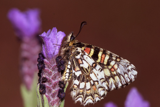 Zerynthia rumina