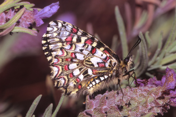 Zerynthia rumina