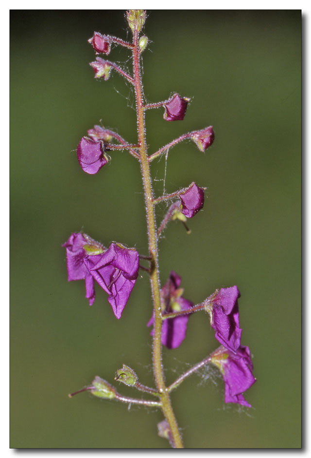 Verbascum phoeniceum / Verbasco porporino