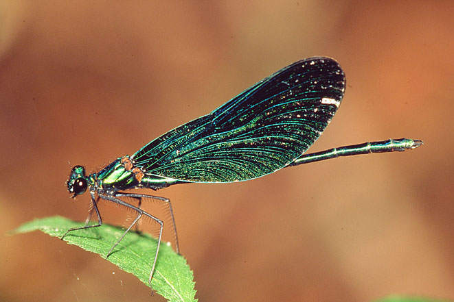 Calopteryx haemorrhoidalis