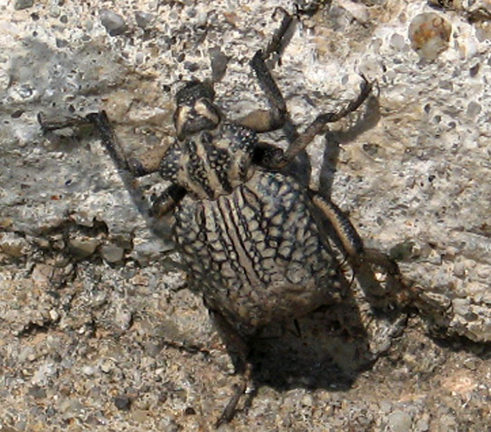 coleottero siciliano: Brachycerus sp.
