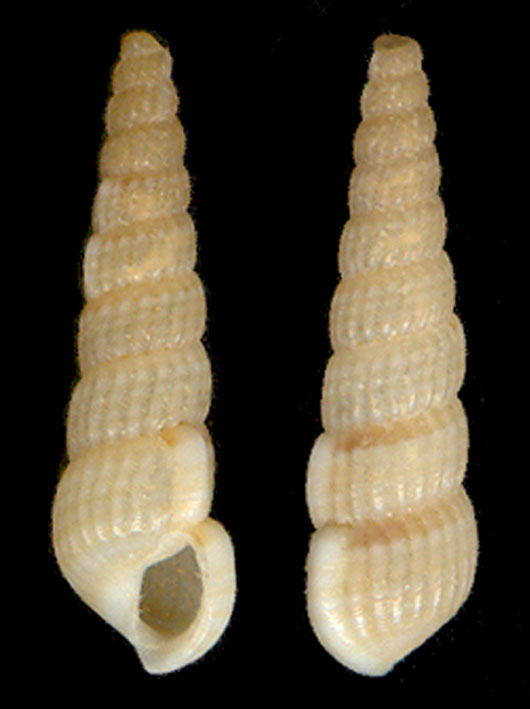 Pyramidellidae : Turbonilla striatula
