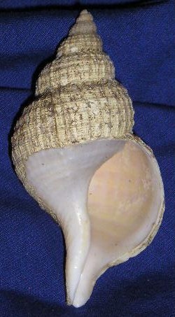 Famiglia Pectinidae