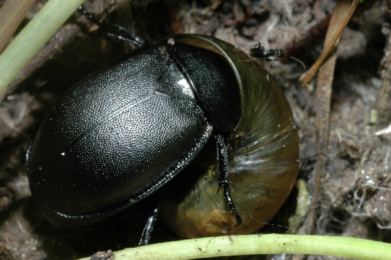 Ablattaria laevigata che preda chiocciola