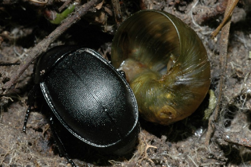 Ablattaria laevigata che preda chiocciola