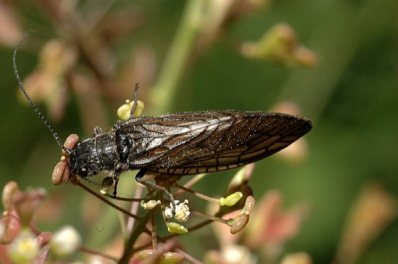 Sialis sp. (cf. S. lutaria o S. fuliginosa) (Megaloptera)