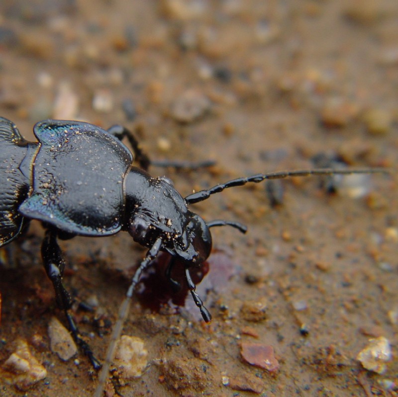 Nei pressi della necropoli di Cerveteri