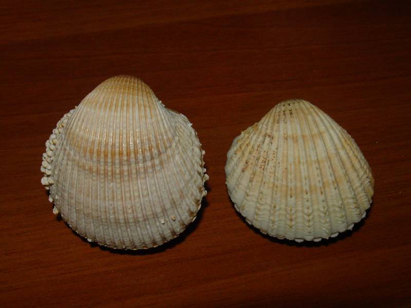 Acanthocardia spinosa