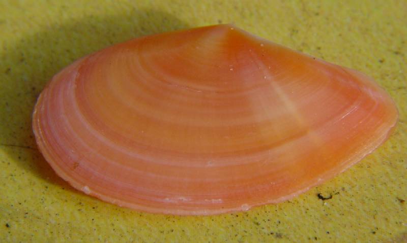 Tellina  incarnata (Linn, 1761)  Pliocene Astigiano