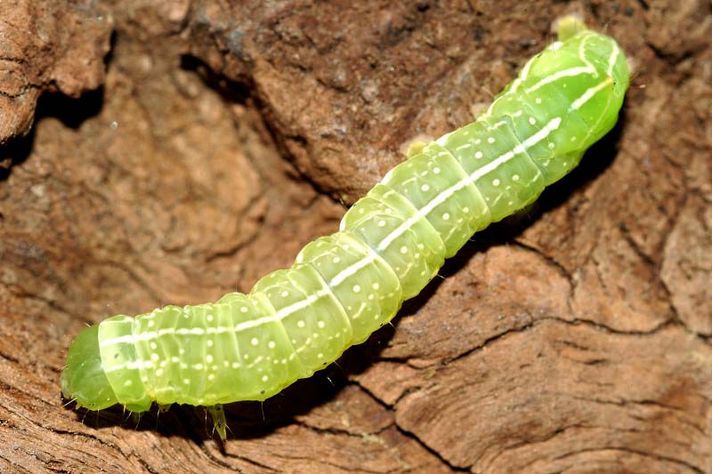 Amphipyra pyramidea