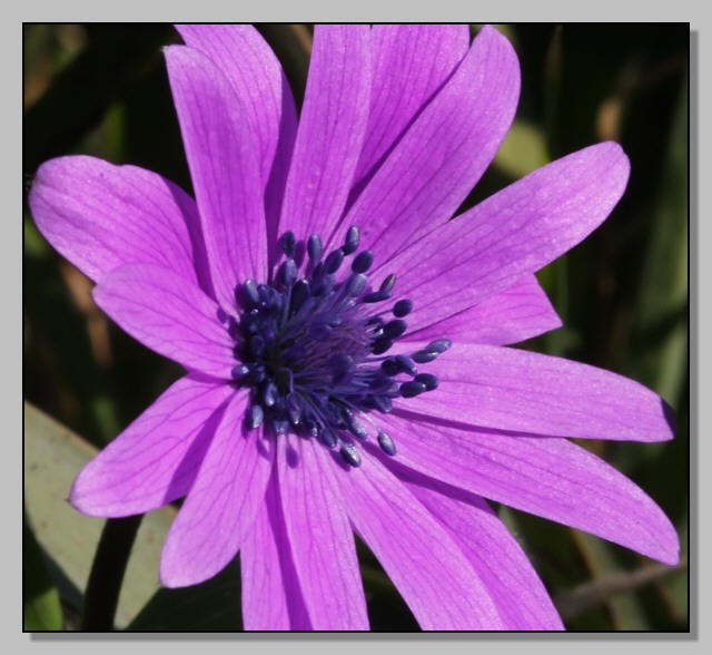 Fiori di primavera