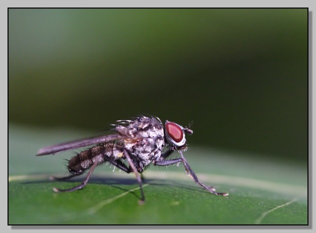 Tachinidae o Muscidae?