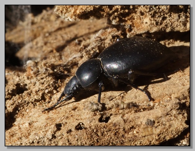Tentyria grossa?