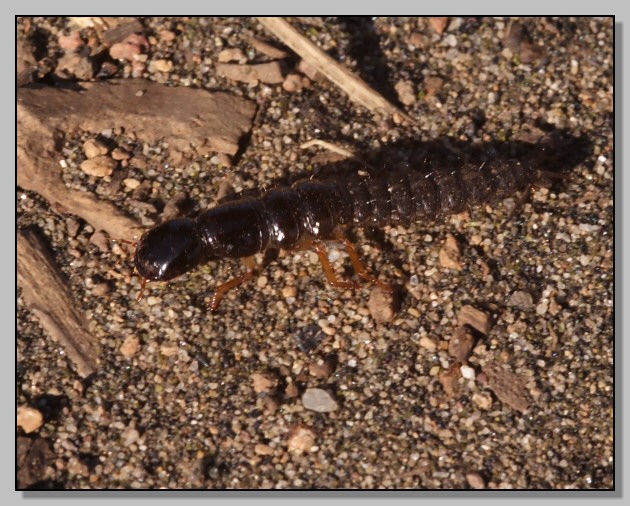 Larva di Coleoptera (Ocypus sp.)