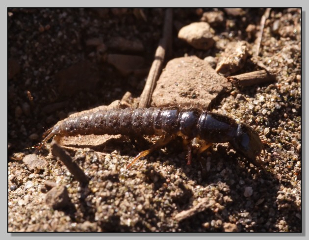 Larva di Coleoptera (Ocypus sp.)