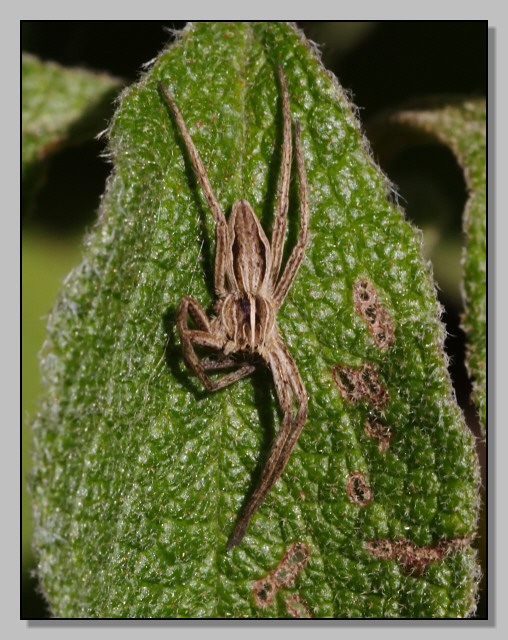 Pisaura mirabilis
