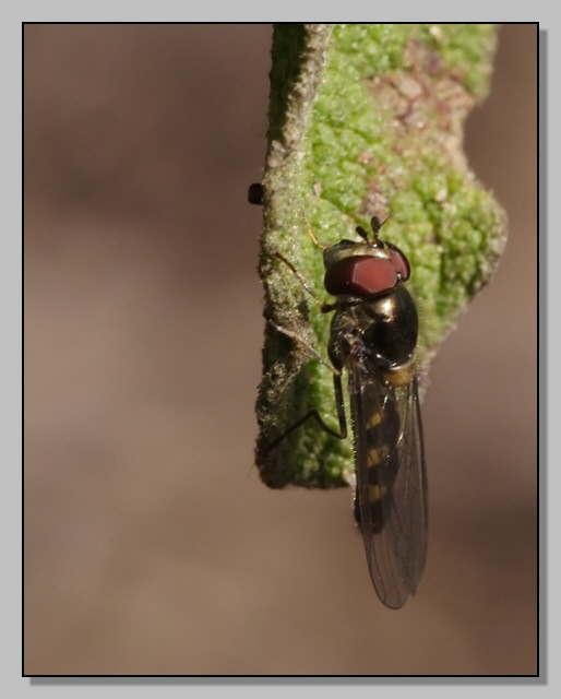 Melanostoma scalare