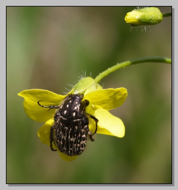 Prima della stagione... Oxythyrea funesta